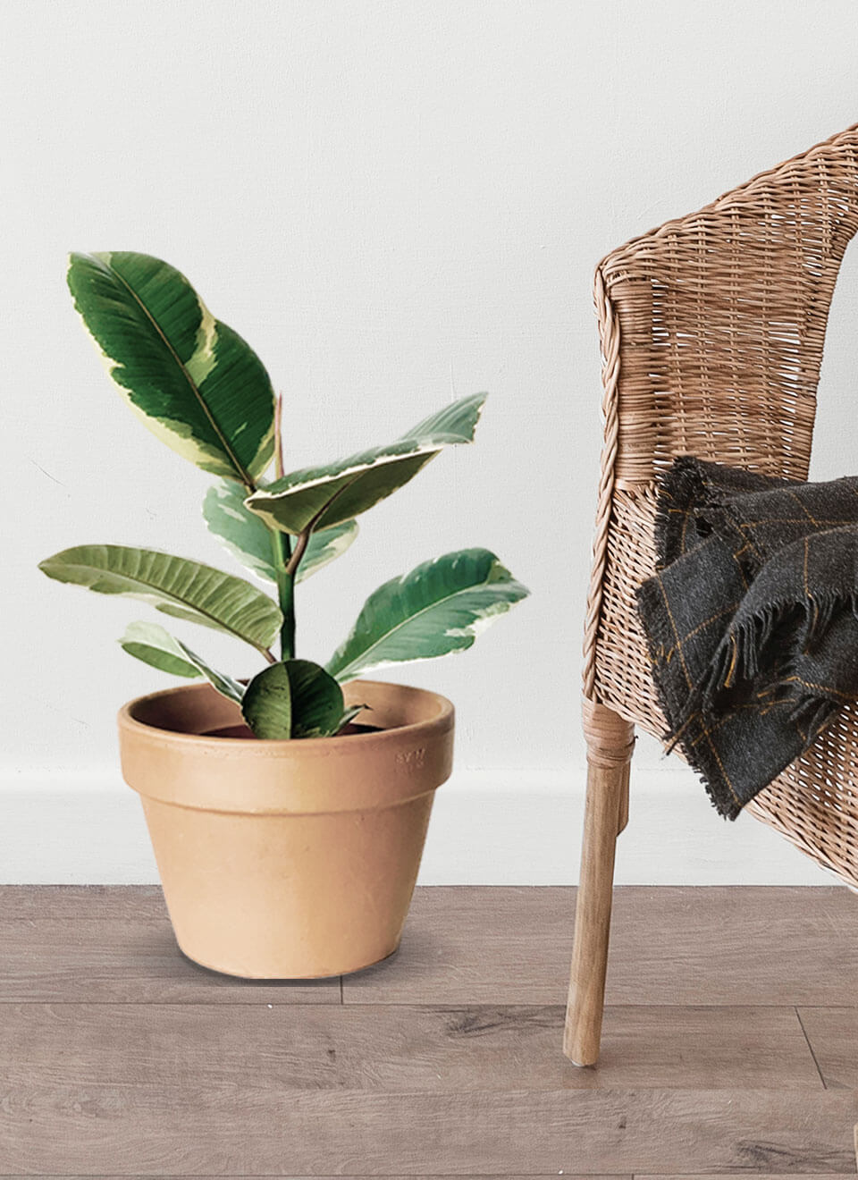 Tineke Rubber Plant – Image 3