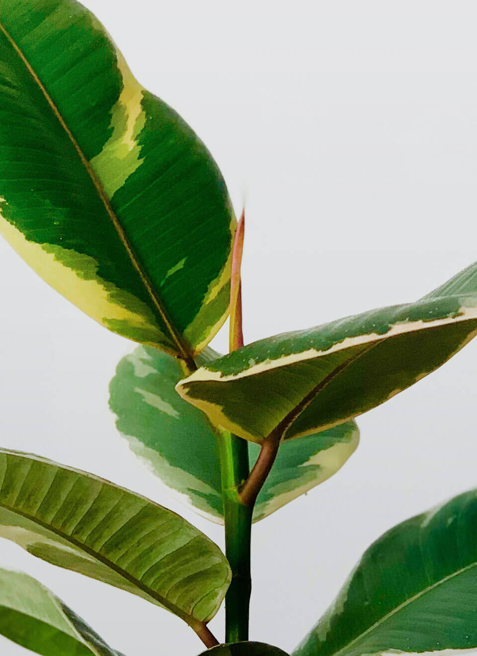 Tineke Rubber Plant – Image 2