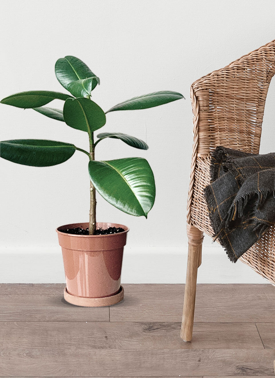 Rubber Plant – Image 3